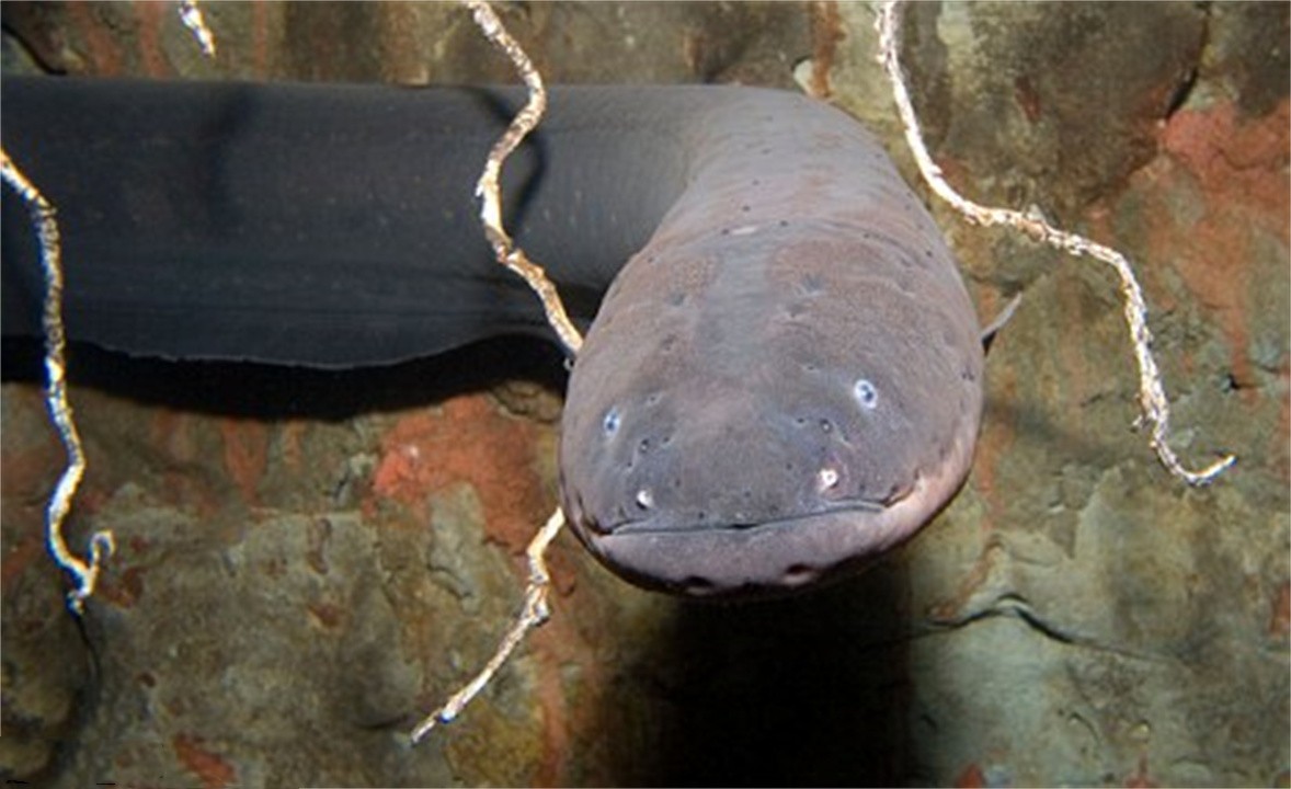 鳄鱼咬住电鳗被电死,鳄鱼咬住电鳗后的后果