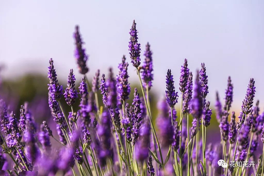 衣草精油真假辨别方法视频,薰衣草真假辨别图解大全