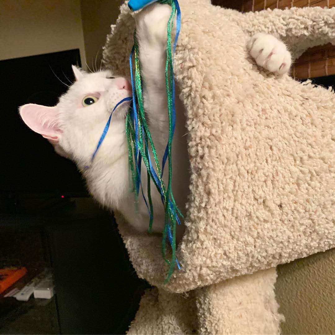 猫怎么运动才能锻炼身体,猫吃完饭可以剧烈运动吗