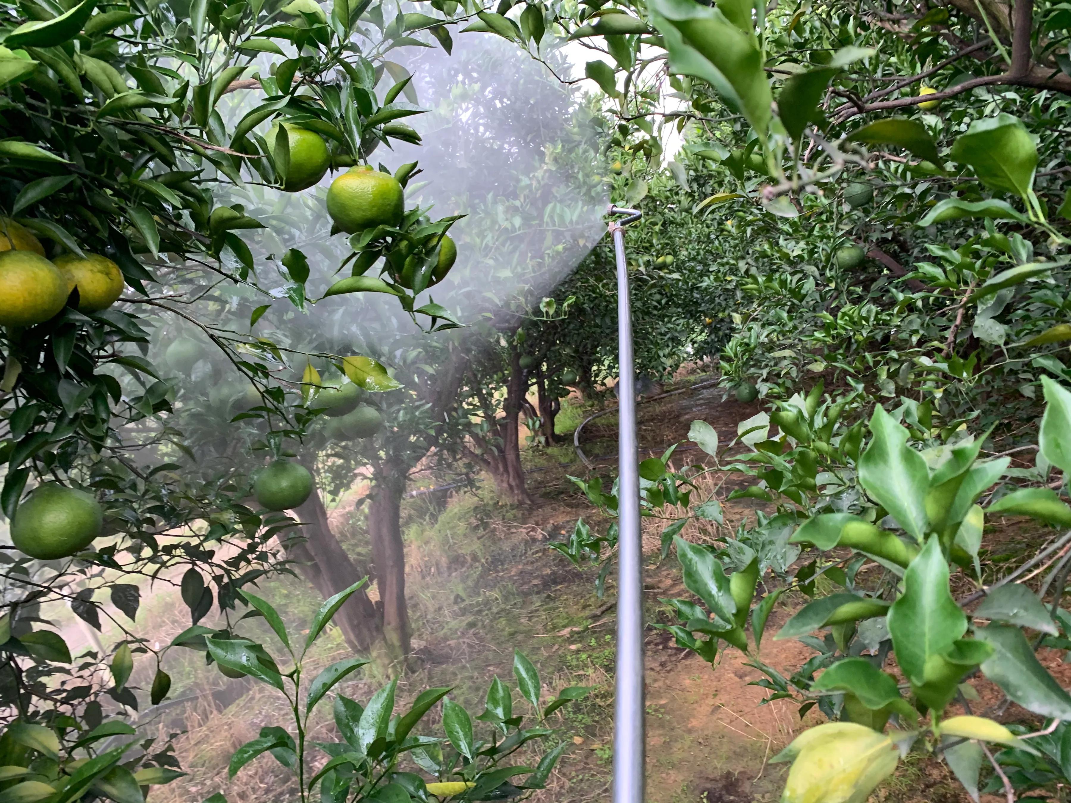 柑橘流胶病和树脂病的区别,柑橘溃疡病树脂病用什么杀菌剂