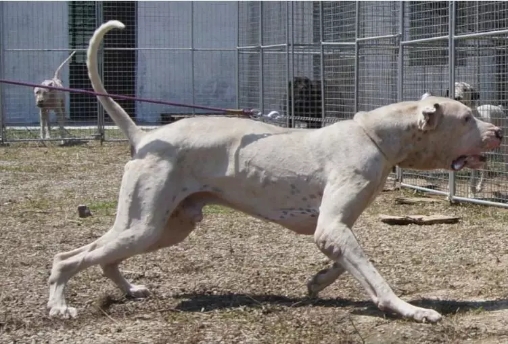 巴基斯坦库达犬多少钱一只,巴基斯坦国家赛冠军库达犬