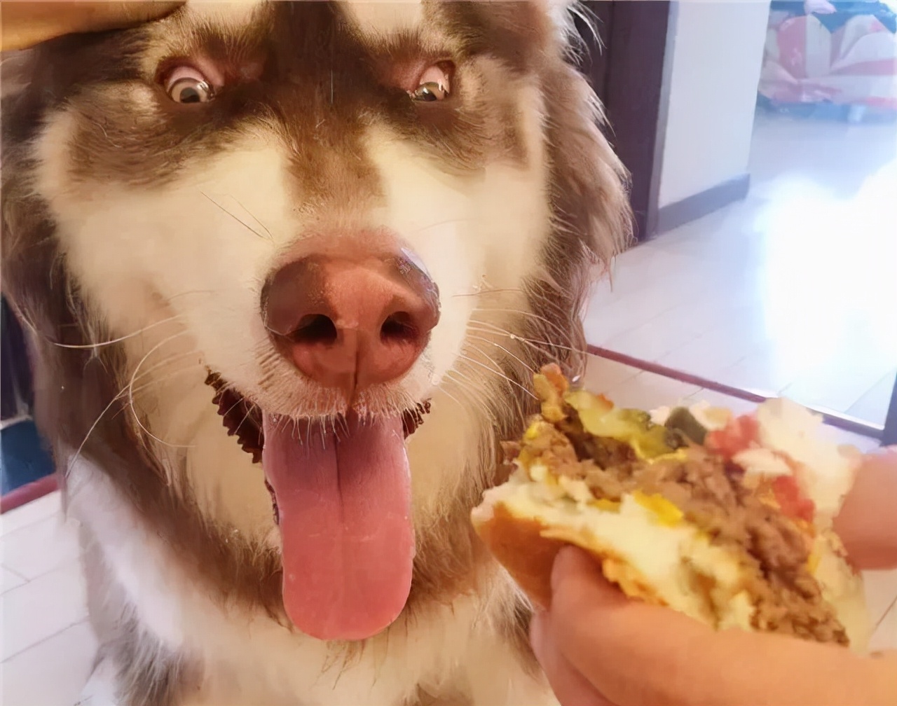 阿拉斯加挑食用什么药,阿拉斯加挑食零食也不吃怎么回事