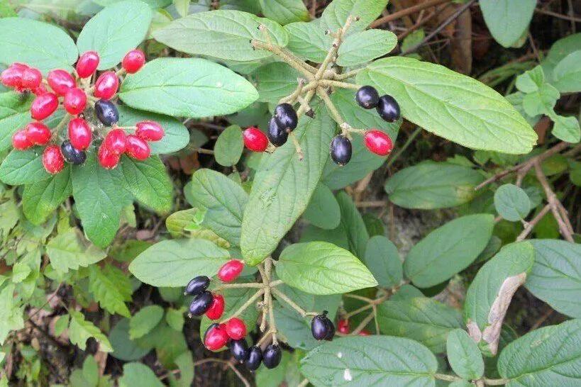 80后90后农村儿时零食野果,在海南儿时吃的野果还记得几种