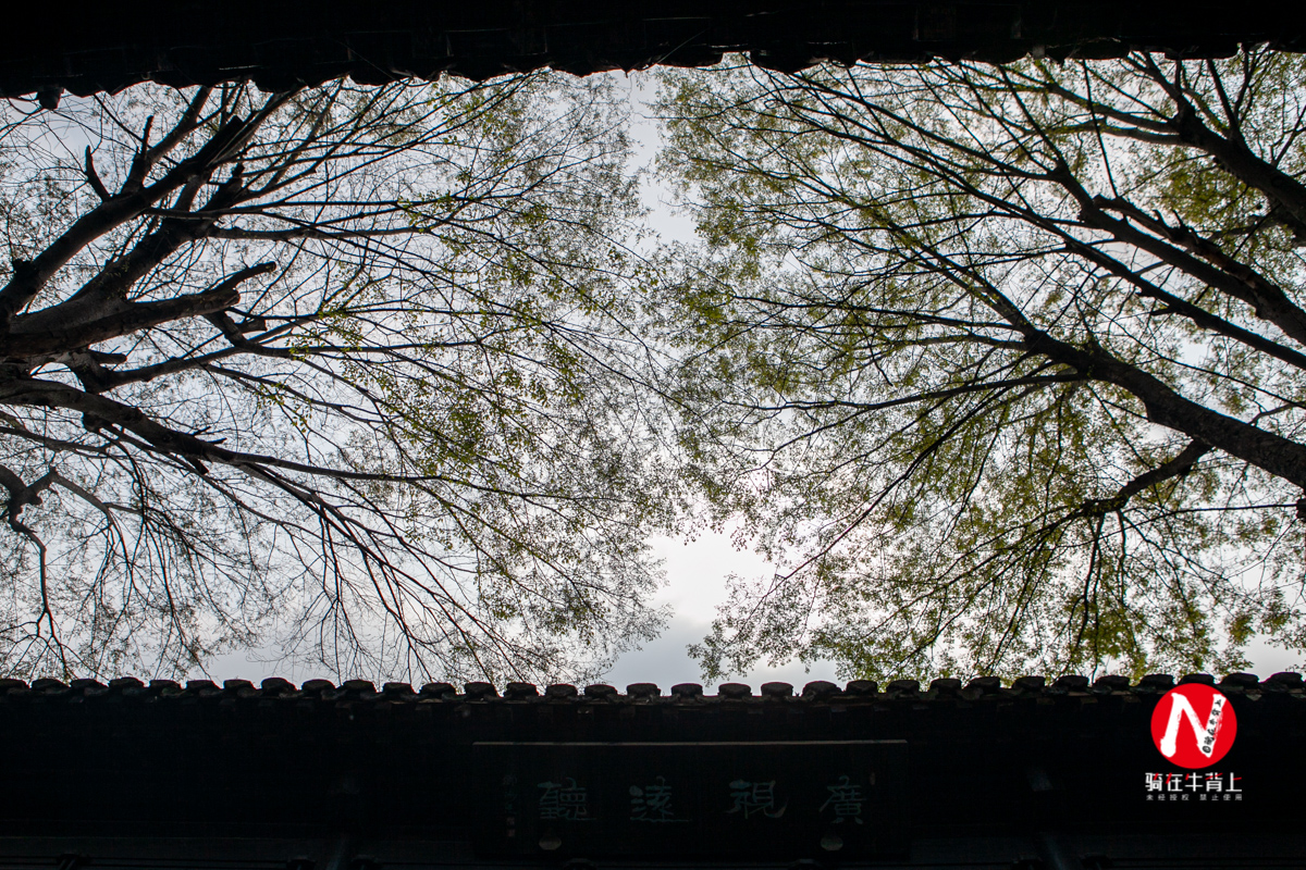 兴化看油菜花一日游,兴化千亩油菜花旅游