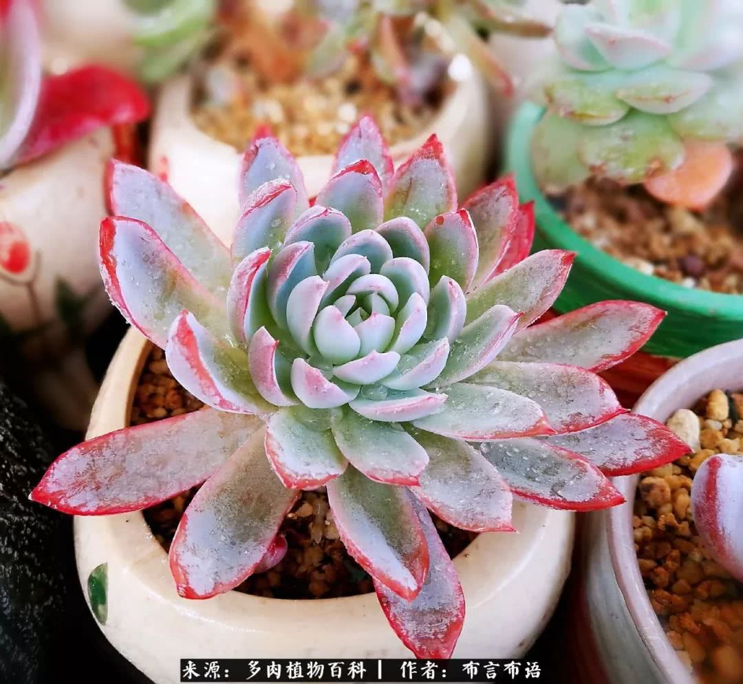 多肉的真实生活感悟,多肉的生活感悟