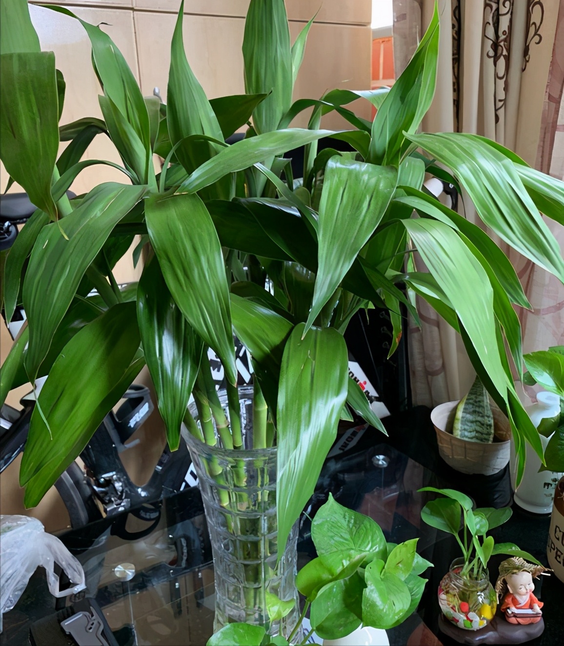 家里的花别瞎养5种招财开运花,室内放什么花转运