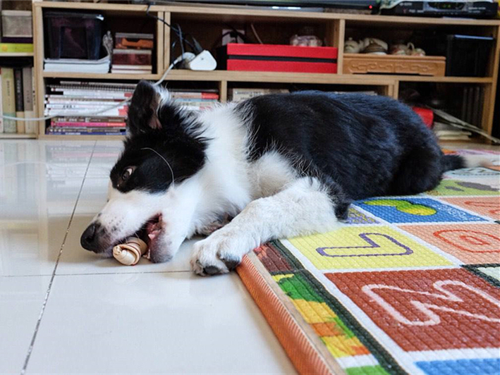 宠物狗为什么学狼叫呢,狗狗经常学狼叫是什么原因