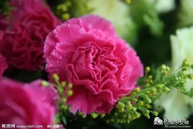 送给老师教师节礼物康乃馨,康乃馨教师节祝福语简短10字