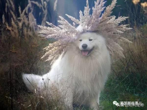 要狗看门？千万别选萨摩耶！这货除了笑不会干别的了
