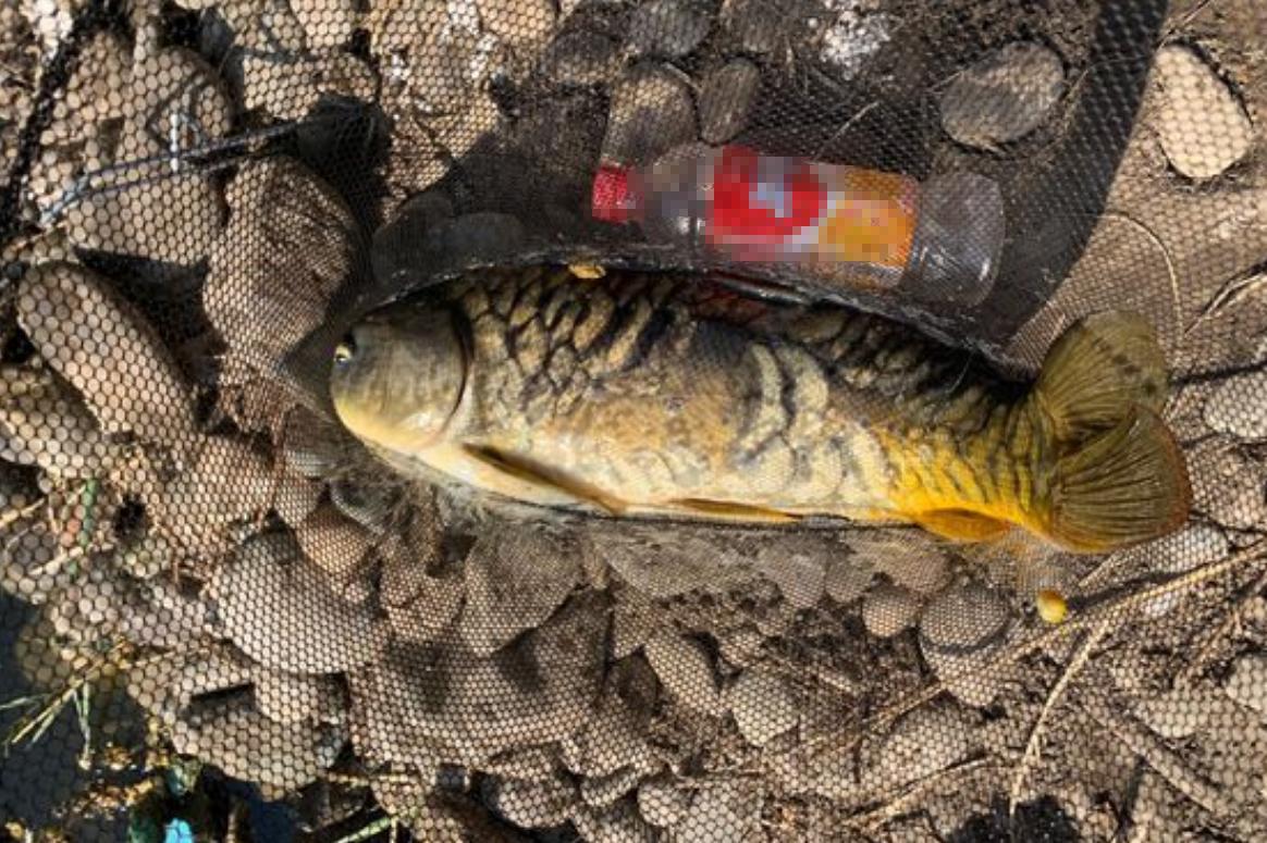 江里钓起“僵尸鱼”，鳞片稀疏已掉光，网友：忍着不死