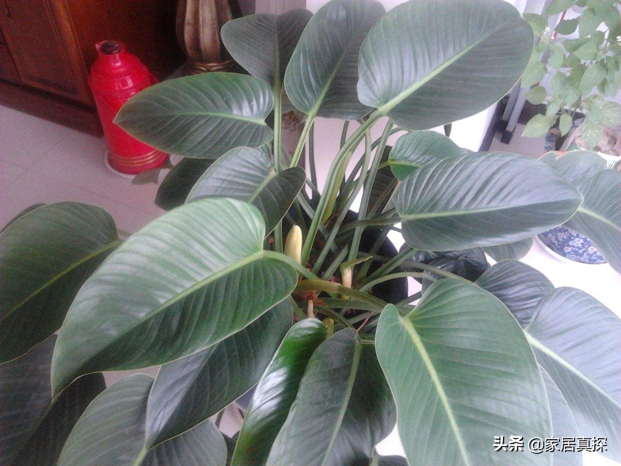 房子户型缺角有什么讲究,东方缺角户型如何化解