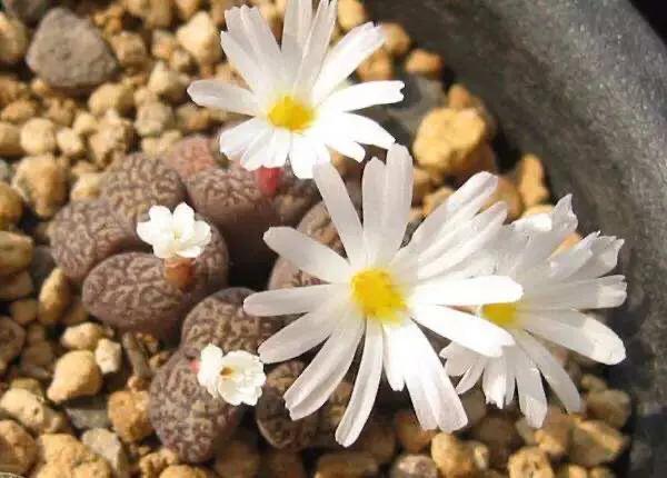 多肉生石花好看视频,多肉生石花开图