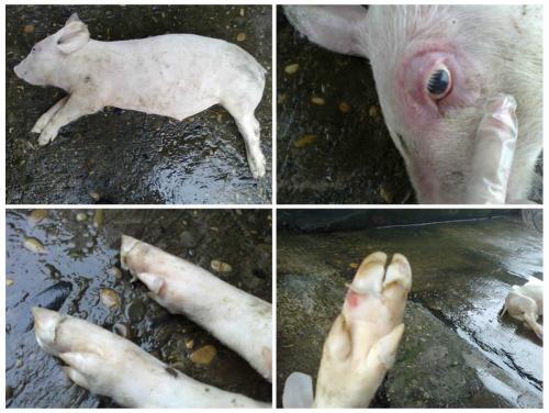 春季生猪口蹄疫怎么防治,猪口蹄疫高发季节是每年的几月份