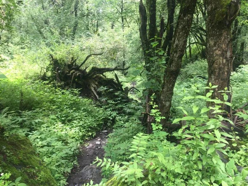 消失的地平线洛克,消失的地平线雨季洛克