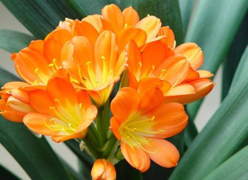 四季开花的君子兰有什么品种,君子兰花卉哪个品种最好