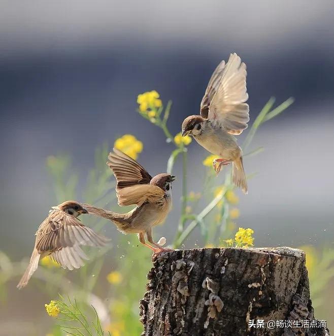 两鸟进家门寓意着什么,哪种鸟吉祥哪种鸟不吉祥