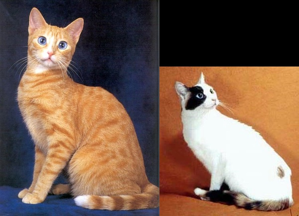 名贵猫咪的品种及图片大全,十大名贵猫咪品种排行榜