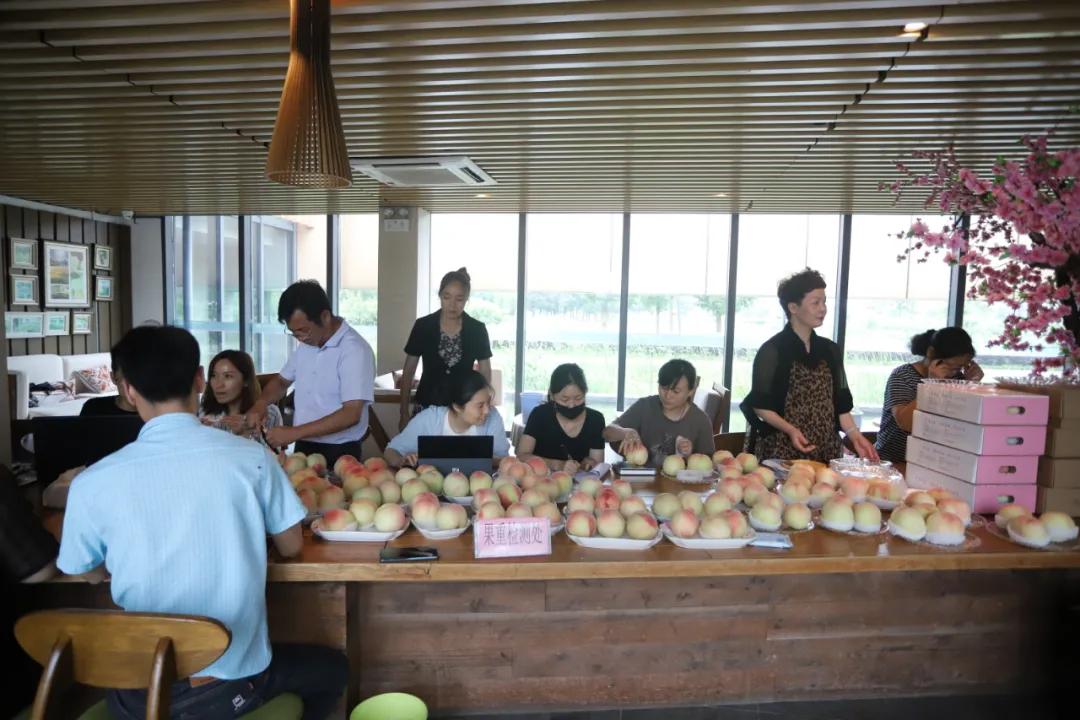 无锡阳山水蜜桃2019年桃王,一看就好吃玫瑰玫瑰