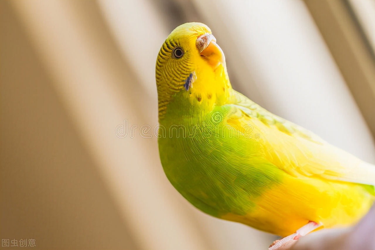 玄凤鹦鹉感冒症状,鹦鹉感冒吃什么药