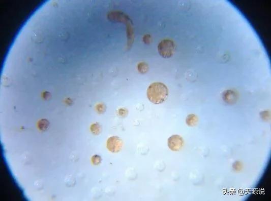 天源说：鉴定之，眼学和微观学……