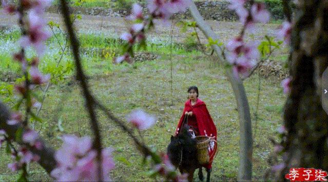 李子柒又出新视频,火爆国内外的网红李子柒