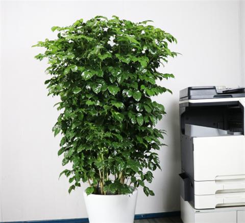 幸福树叶子尖端发黄挽救方法,幸福树叶子很稀怎么变茂盛