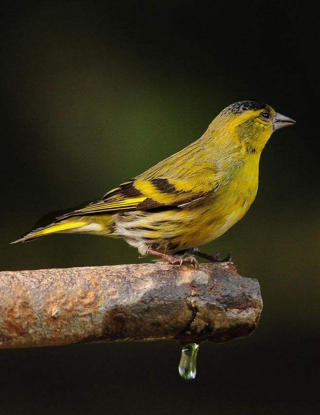 如何挑选黄雀,黄雀挑选顺口溜