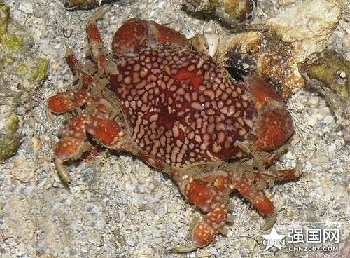 好好的螃蟹,为什么不横着走?来了解一下螃蟹界的“美味”成员