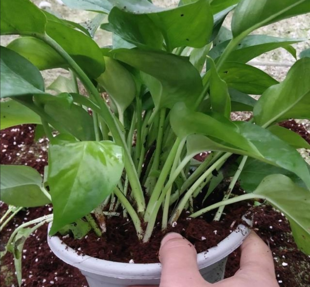 绿萝不长藤怎么办,绿萝不长叶的枝怎么处理