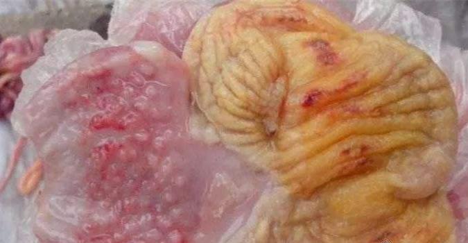 鸡霉菌的症状及治疗方法,霉菌造成的鸡病怎么治疗