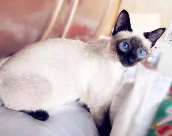 暹罗猫怎么能养胖,纯种贵族暹罗猫