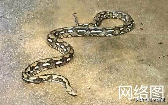 史上最大的蟒蛇是什么蟒蛇,最厉害的千年巨蟒是什么蟒蛇