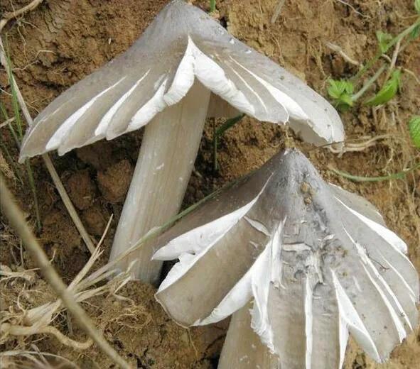 深山里捡蘑菇视频,找野生蘑菇最佳方法