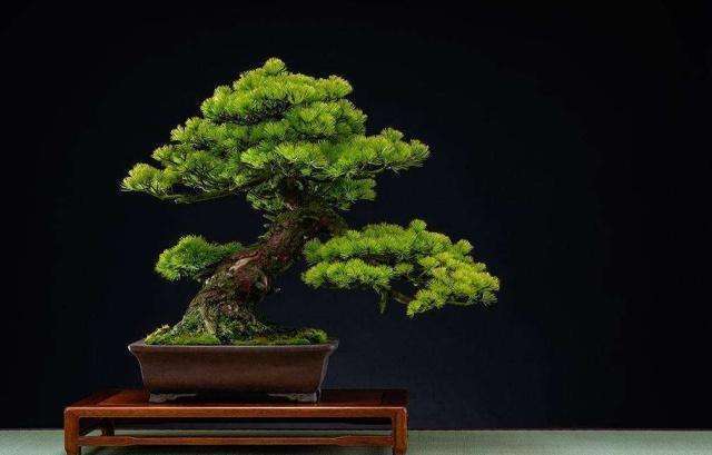 盆景的修剪方法和技巧,盆景修剪造型的步骤