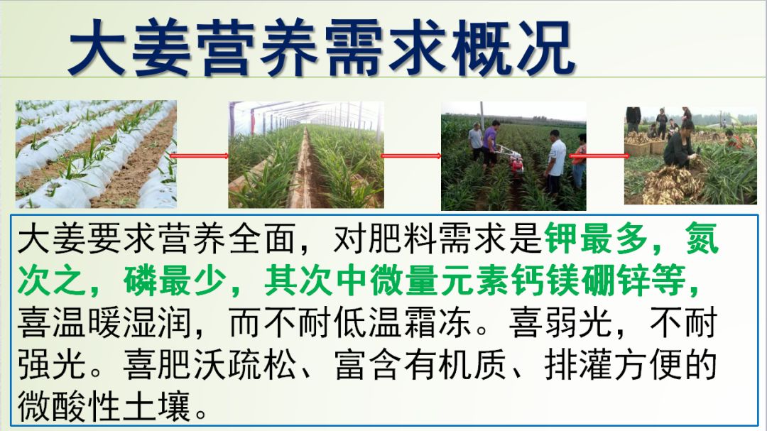 种姜怎么种产量更高,春耕进行时农村种姜