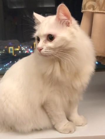 捡到只流浪猫对自己非常好怎么办,十天前捡到流浪猫现在怎么样了