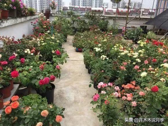 不耐晒的月季夏天怎么办,盆栽月季严重晒伤脱水怎么救