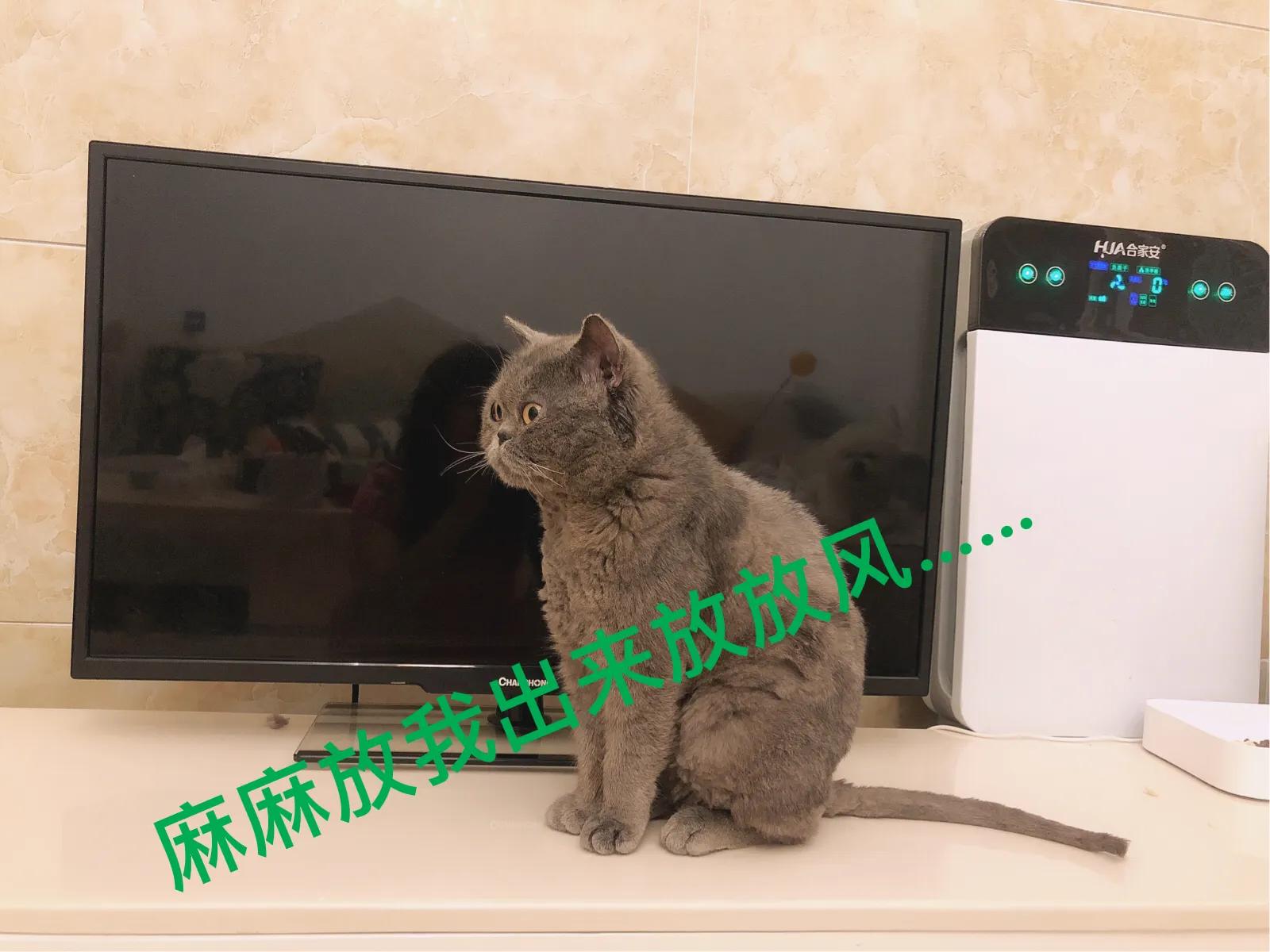 蓝猫加菲和美短能生出什么,蓝猫和长毛加菲猫的混种