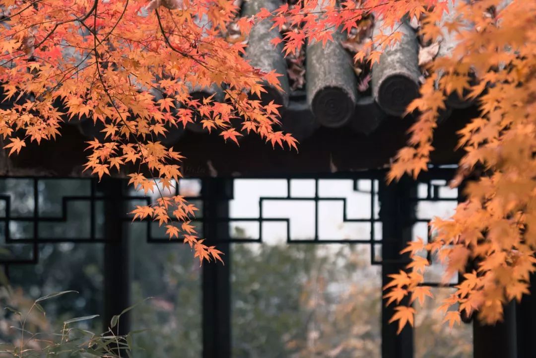 一入秋苏州成姑苏,秋色一入秋苏州就成了姑苏