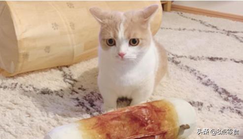 新手养猫指南猫粮应该怎么选,养猫的心得和建议