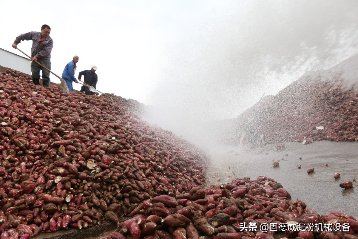 红薯淀粉加工什么设备好,红薯淀粉机加工需要什么手续
