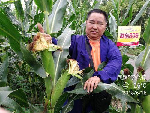 抗倒大棒高产的玉米品种介绍,大棒高产玉米品种