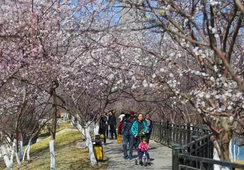 天津除了桃花堤哪里还有桃花,天津看桃花的北运河桃花堤