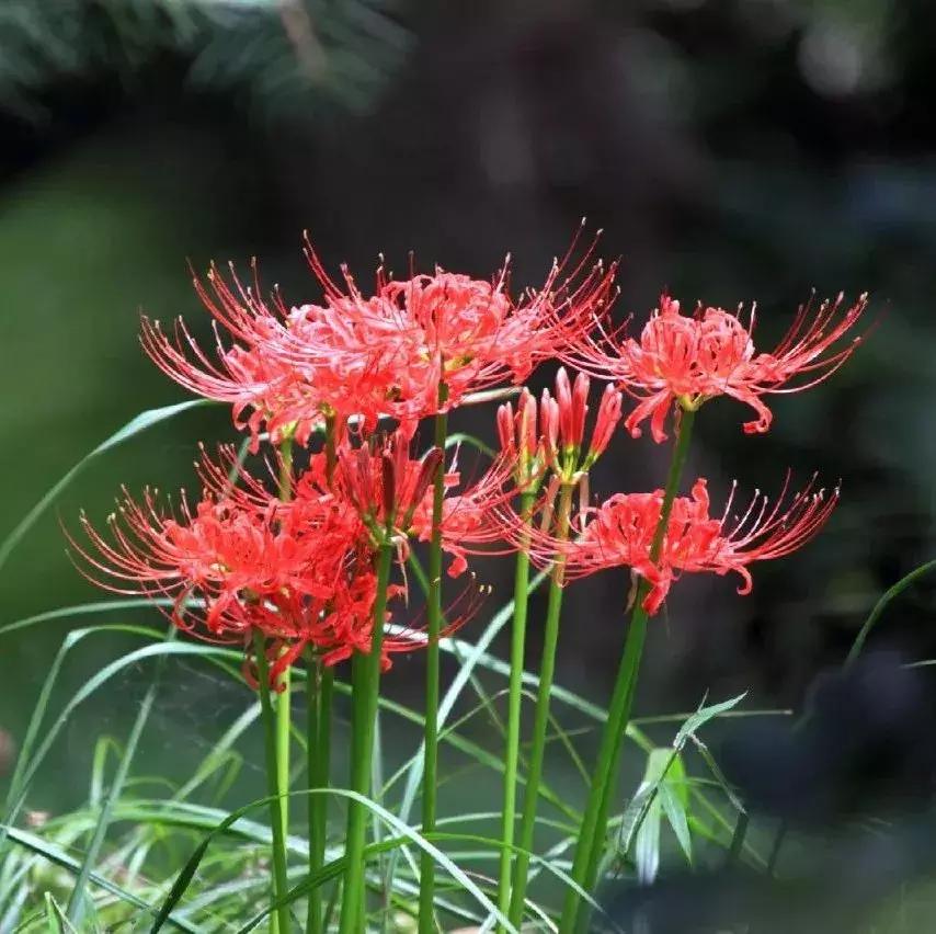 园林耐阴药大全,园林耐阴苗木套种花