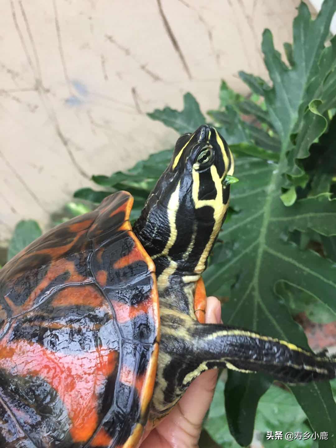 水龟要冬眠时水位是深还是浅水,黄喉拟水龟冬眠后第二年不吃东西