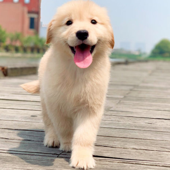 金毛怎么养才会不过尴尬期,金毛怎么养才是好的