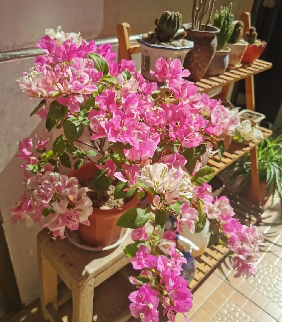 好看又好养的盆花,人养花也养人