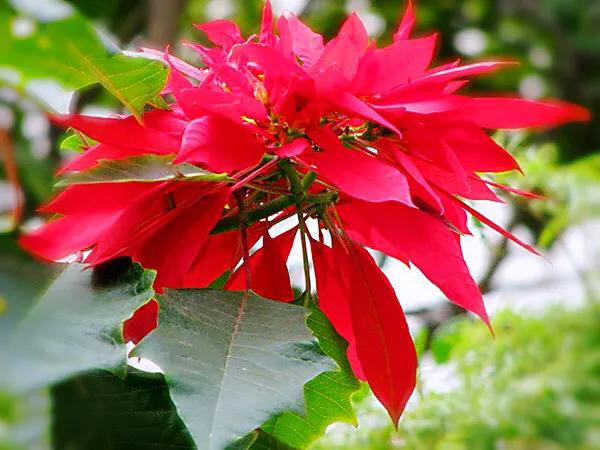 花大色艳的花卉,中国红花花卉大全