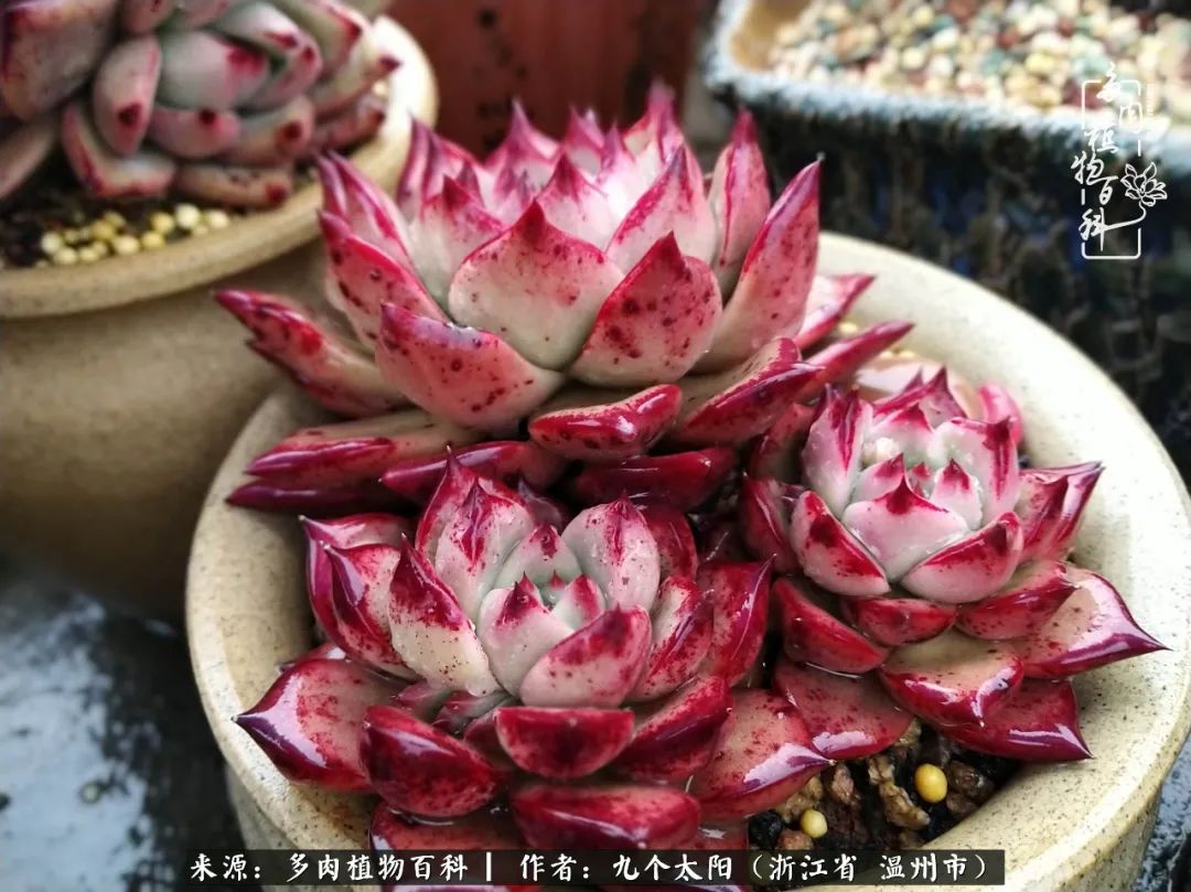 景天、球和龙舌兰，只要是多肉，都喜爱