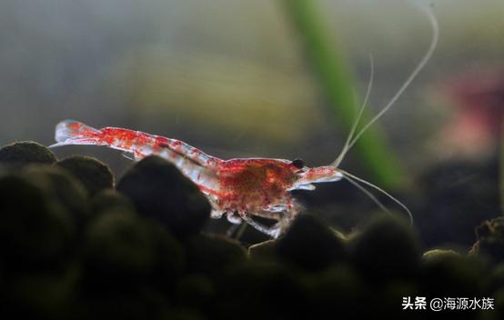 养观赏虾水会浑吗,养观赏虾是不是对风水不好